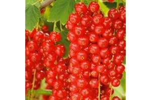 BAUMSCHULE WEDROWSKI W Rote Johannisbeere Rovada 1L Garten Pflanze mit Schönen Blüten - Die Perfekte Dekoration für Ihr Grundstück - Für Anfänger und Professionelle Gärtner - Leckeres und Gesundes Obst