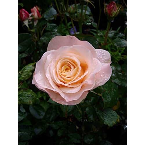 Amazon.co.uk 60th birthday rose