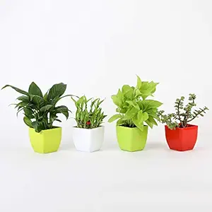 Ferns N Petals Combo of Good Luck Peace Lily Plant Two Layer Lucky Bamboo Golden Money Plant and Jade Plant in Plastic Pots