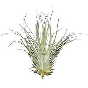 5 Stück Tillandsia tectorum, Tillandsien für Terrarien, Aufsitzerpflanzen