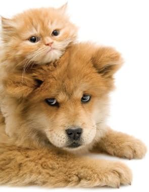 Pals - Really Cute Puppy and Kitten Blank Card for any Occasion