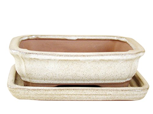 Bonsaischale glasiert creme eckig, L 16 cm x B 12,5 cm x H 5 cm mit Untersetzer + passende Abdecknetze