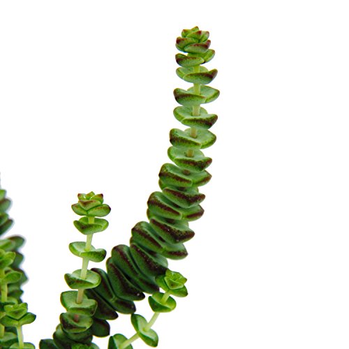 Sukkulente – Crassula Hottentot – Felsen-Dickblatt – im 8,5cm Topf - 3