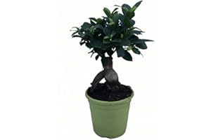BOTANICLY Bonsái Ficus Microcarpa - Maceta 13cm. - Altura aprox. 30cm. - Planta viva - (Envíos sólo a Península)