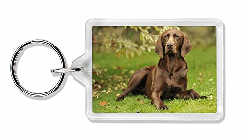 Preisvergleich Produktbild Deutsch Pointer Dog Foto Schlüsselbund TierstrumpffüllerGeschenk