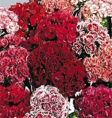 Bobby-Seeds Blumensamen 2-jährig Bartnelke, Gefüllte Prachtmischung Duplex Portion