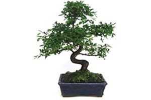 PLANETA HUERTO Zelkova Parvifolia - 8 ans - OLMO chinois