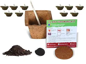 Prakruthi Pulp Art Eco friendly DIY Easy Gardening Kit that grows into a Spinach Plant as Diwali, Navratri Gift | Combo with Coir Pot, Coir Disc, Vermi Compost, Seeds, Panchagavya Gobar Deepam/Diya/Vilakku and Ghee Wick (10 Pcs)