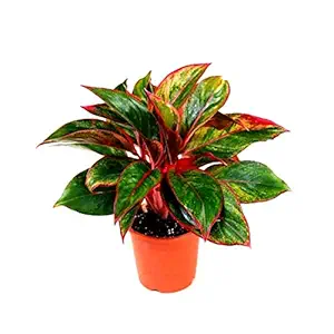 Mphmi Plants Aglaonema widuri Aglaonema Red Peacock Plant