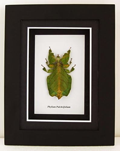 Phyllium pulchrifolium (Walking Insect) - Taxidermy Insect Mounted Under Acrylic in Wooden Frame A2 - Wall Decoration