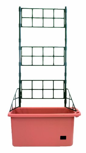 Warum soll man Tomaten selber ziehen? Weil es besser schmeckt