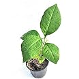 Grun bilva, beal, Bel patra Green Healthy Plant with Pot for Outdoor