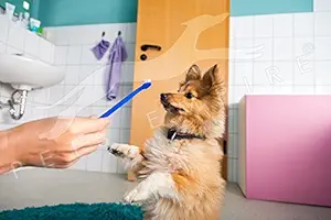 Pets Empire Dog Toothbrush Set of 1 Dual-headed Brush For Better Dog Dental Care And Dog Breath Freshener - Bonus 2 Finger Toothbrushes Included -for Small to Large Dogs, Cats, Most Pets-Color May Vary