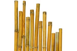 VERDELOOK Canne in Bamboo per Sostegno Ortaggi e Altri Usa da 210 cm in Confezione da 25 Canne