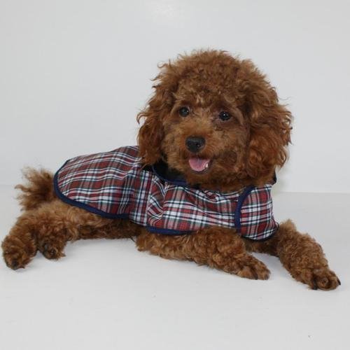 Pawz-Road-Pet-Raincoat-Waterproof-Dog-Clothes-Outdoor-Size-LBack-36cm-Chest-40cm