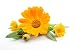 Produktbild Calendula Oil. Calendula Officinalis. 100ml, Ekzem, Windeldermatitis, trockene Haut, Schürfwunden, Akne, Dehnungsstreifen, Hals Brustwarzen und sogar Verätzungen.