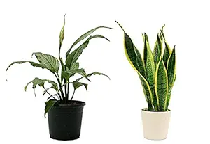 CAPPL Best Air Purifier Indoor Plants with Plastic Pots (Peace Lily & Sanseveria) Pots Color May Vary