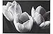 Heart of House Noir Luxe Black and White Tulips Canvas.