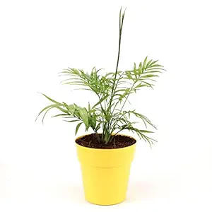 Ferns N Petals Chamaedorea Plant In Yellow Plastic Pot 5 x 5.5 Inches