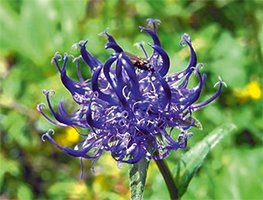 Preisvergleich Produktbild Stiefel Teufelskralle gemahlen 1 kg