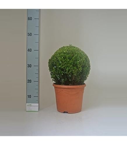 Dehner Japanische Stechpalme, Ilex crenata, Kugel-frmig, immergrn, 25-30  cm exkl. Pflanztopf, 5 l Topf, Gartenpflanze : Amazon.de: Garten
