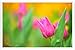 Produktbild Metall Poster Blechschilderplatte Blechschild Plakat Flower Tin Sign #31102 Pink Tulip Retro Weinlese Kunstdrucke by hamgaacaan (20x30cm)