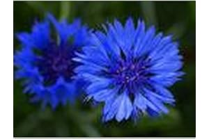 Sachet de graines de Centaurée barbeau double bleu - 1 g - fleur annuelle - LES GRAINES BOCQUET