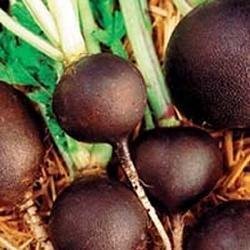 Just Seed Radish - heritage - Black Spanish Long - 1000 Seeds