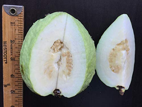 Preisvergleich Produktbild 1 Guava Obst, Guave App. 40" by Farmerly