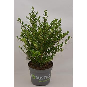 ilex als beeteinfassung