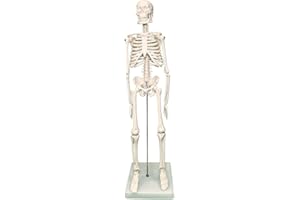 PHYSIQUE Mini Human Skeleton Model - Human Body Skeleton, Perfect for Anatomy Classes, Realistic and Flexible, 42cm Tall