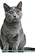 Produktbild Chartreux Cat Affirmations Workbook Chartreux Cat Presents: Positive and Loving Affirmations Workbook. Includes: Mentoring Questions, Guidance, Supporting You