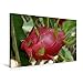 Produktbild Calvendo Premium Textil-Leinwand 90 cm x 60 cm Quer, Drachenfrucht - Pitahaya | Wandbild, Bild auf Keilrahmen, Fertigbild auf Echter Leinwand, Leinwanddruck Natur Natur