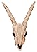 Produktbild Crazy Bonez Gazelle Totenkopf