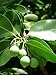 100% Pure Organic Tamanu Oil, Certified Organic