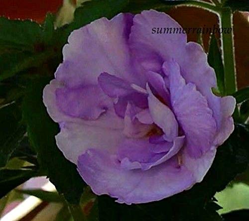 Preisvergleich Produktbild Samen Paket: Achimenes Made in Heaven Ein gesun und frien Rhizome!