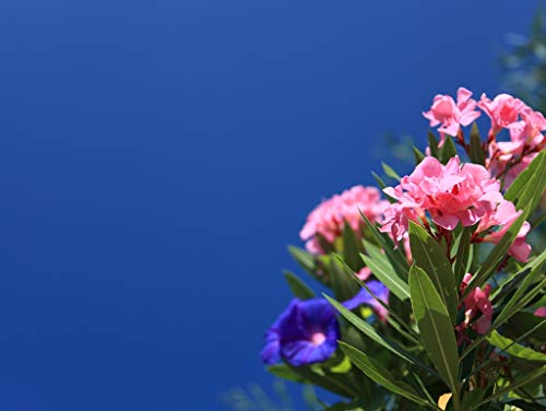 Preisvergleich Produktbild Lais Puzzle Oleander 2000 Teile