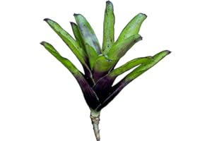 ALLTERRA Bromelie, Neoregelia aiax, ungetopft, Bromeliengewächs