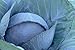 Produktbild Farmerly True Blue Cabbage 100 Seeds - Beautiful - Delicious