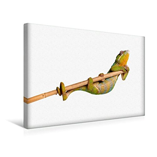Premium Textil-Leinwand 45 cm x 30 cm quer, Pantherchamäleon | Wandbild, Bild auf Keilrahmen, Fertigbild auf echter Leinwand, Leinwanddruck: Turnen (CALVENDO Tiere)