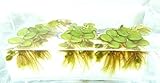 Wasserpflanze Aquarium Plants Schwimm Pflanze Kleiner...