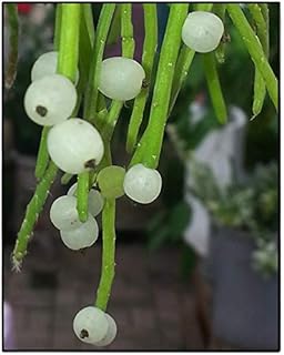 ExoticRarePlants RHIPSALIS BACCIFERA SSP SHAFERI COLLECTORS CHOICE
