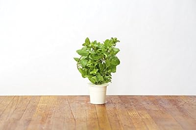 Click & Grow Smart Herb Garden Pack de 3 Recharge pour jardinière Menthe 21 x 8 x 6 cm