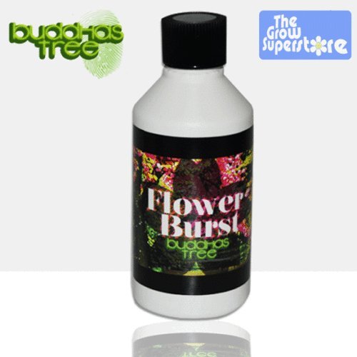 Buddhas Tree Flower Burst 100ml