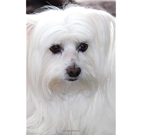 maltese dog puppy price