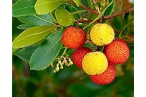 VIVAIO GARDEN FOREST Corbezzolo (Arbutus unedo) – Pianta Sempreverde in Vaso 18 cm, H 70 cm – Albero Tricolore Mediterraneo con Fiori Bianchi e Frutti Rossi – FOTO REALI