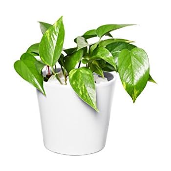 Efeutute, Epipremnum pinnatum Neon, Zimmerpflanze in