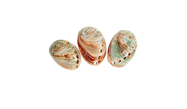 Amazon De Nautical Crush Trading Red Abalone Shells 3 Red