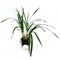 1 blühfähige Orchidee der Sorte: Grobya armhurstii, 12cm Topf
