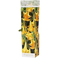 Engelstrompeten gelb 20-50 cm - Datura - Engelstrompete - verschiedene Fraben